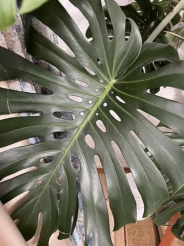 monster: Монстера делициоза (Monstera deliciosa), взрослое — 2