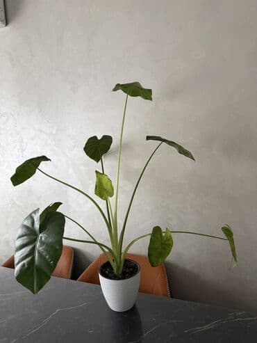 саженцы роз оптом: Продам цветы Алоказии — 2