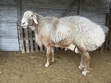 Үй жаныбарлары: Сатам | Кочкор (эркек) | Арашан | Көбөйтүү үчүн | Жасалма жол менен боозутуу — 1