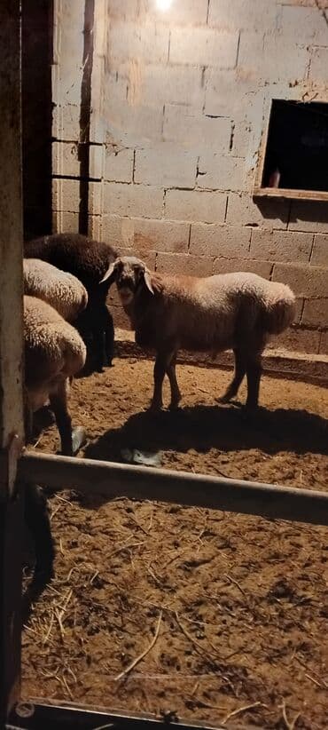 собака бордер колли: Продаю | Баран (самец) | Полукровка | На забой | Осеменитель — 4