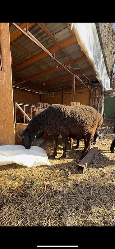Продаю | Овца (самка) | Эдильбаевская, Арашан | Для разведения | Матка