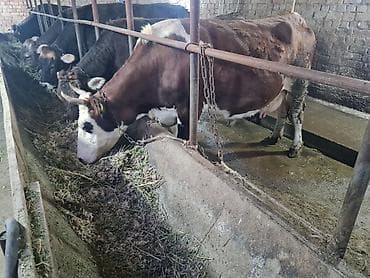 Животные: Продаю | Корова (самка) | Для молока | Привязанные — 10