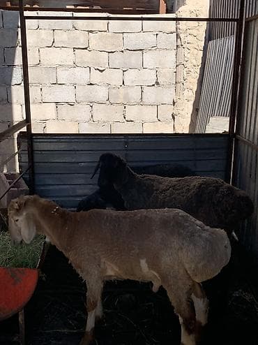 декоративные крысы: Продаю | Овца (самка), Баран (самец) | На забой | Ярка — 4