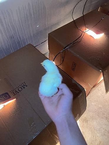 Айыл-чарба жаныбарлары: Сатам | Балапандар | Бройлер | Союуга — 1