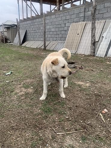 ищу собаку: Собака средних/крупных размеров, кремово-белый окрас с более тёмными — 2