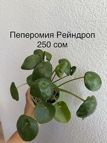 Каланхоэ: Укорененные черенки/отростки. Адрес 8 мкр — 10