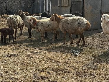 Продаю | Овца (самка), Баран (самец) | Арашан | Для разведения | Матка at lalafo.kg Продаю | Овца (самка), Баран (самец) | Арашан | Для разведения | Матка