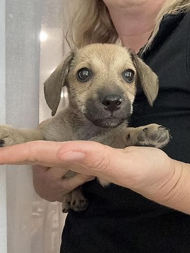 Собака даром: 2 месяца, Самка at lalafo.kg Собака даром: 2 месяца, Самка