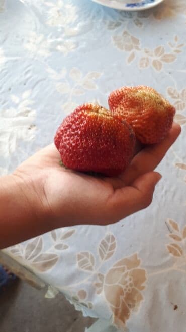 купить семена люцерны и эспарцета: Продаю саженцы клубники. Сорт альбион, гигантелла. Ремонтантная — 2