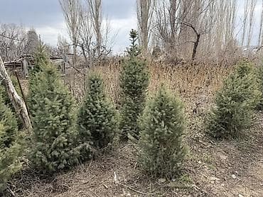 rgb лампа бишкек: Ели/пихты для посадки в саду и на участке. Цена за метр 1500 сом оптом — 1