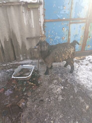 токмок животные: Продаю | Козёл (самец) | Для разведения | Осеменитель — 1