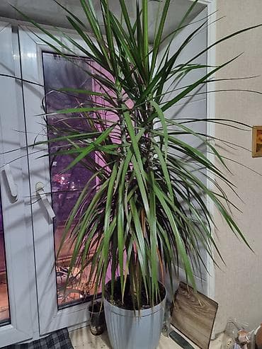 Драцена. Мини пальма у вас дома.Высота 2м. Любит яркое освещение, либо at lalafo.kg Драцена. Мини пальма у вас дома.Высота 2м. Любит яркое освещение, либо