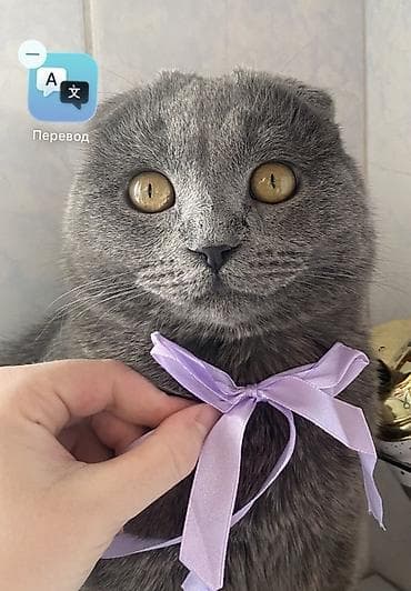 ангора кошка купить: Шотландские котята (скоттиш-фолд и скоттиш-страйт), окрас голубой — 6