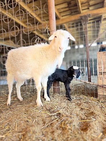 кок бору ат: Продаю | Козлёнок | Полукровка | На забой | Племенные — 2