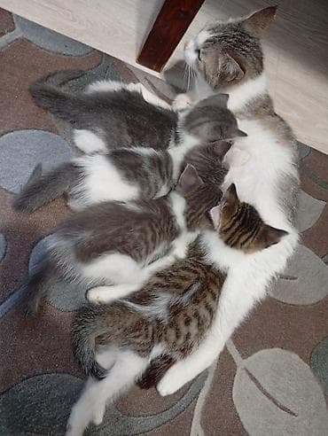 отдам хорошие руки котят: Отдадим котят в добрые руки, людям которые действительно любят — 1