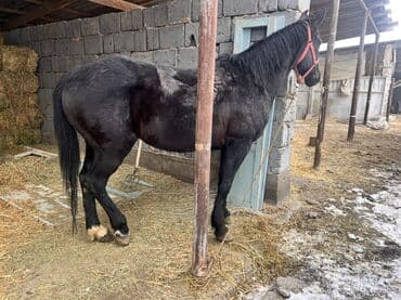 Продаю | Кобыла (самка) | Полукровка, Английская, Кара Жорго | Для разведения, Рабочий, Конный спорт | Племенные