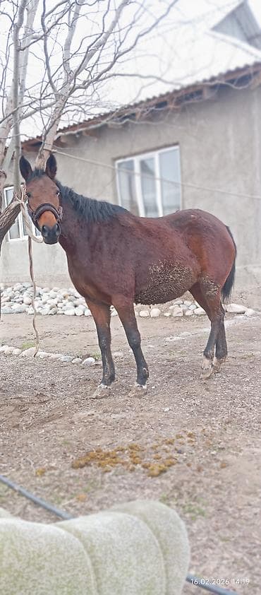 Собаки: Продаю | Кобыла (самка) | Английская | Конный спорт | Мерин — 3