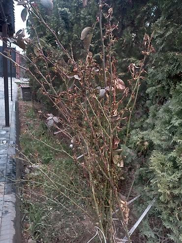 цветы розы саженцы: Саженцы — 1