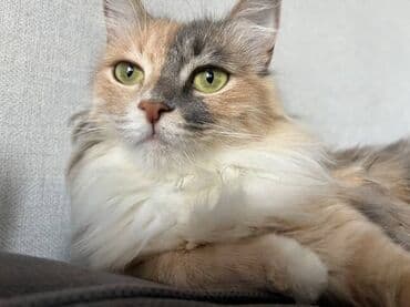 сх животные и товары: 1 год, Девочка, Черепаховый, Кастрирована, Приучена к лотку, Проглистована — 2