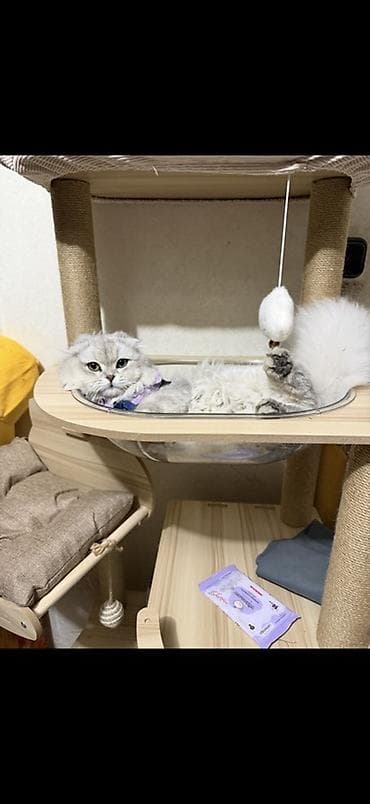 Балдар дүйнөсү: Многоуровневый игровой комплекс для кошек из натурального дерева с — 2