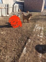 Кемирүүчүлөр: Сатам | Теке (эркек) | Союуга, Көбөйтүү үчүн | Асыл тукумдуу — 2