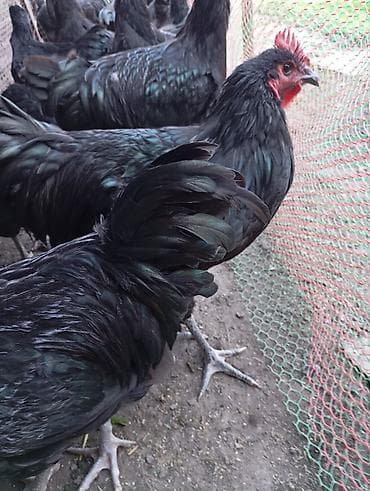 продаю гусь: Продаю | Куры | Для разведения — 4