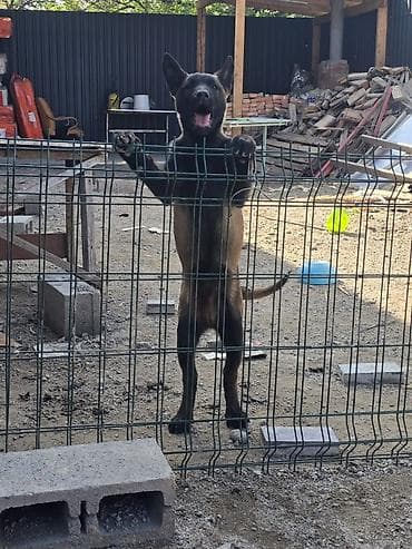 дончак тайлар: 2 месяца, Самец — 2