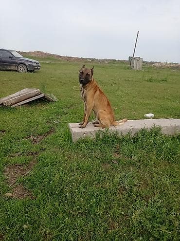 бельгийская кошка цена: Бельгийский Жана немецкий овчарка Экоотен мал айдайт. Бельгийский — 3