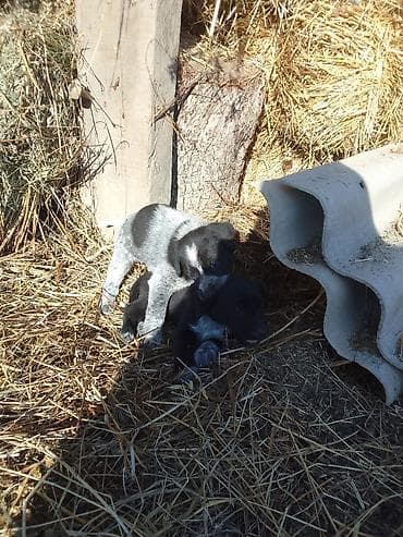 шотландская вислоухая кошка черная: Щенки (смесь дворовых пород) - Возраст: маленькие щенки, активные и — 2