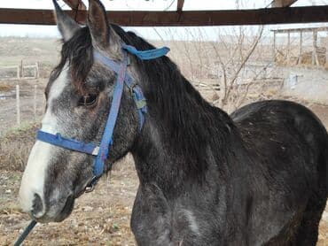 бодоно птица: Продаю | Жеребец | Конный спорт — 1