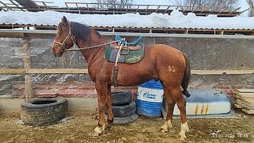 британская голубая короткошерстная кошка: Продаю | Жеребец | Полукровка, Дончак | Для разведения, Конный спорт | Племенные, Осеменитель — 1