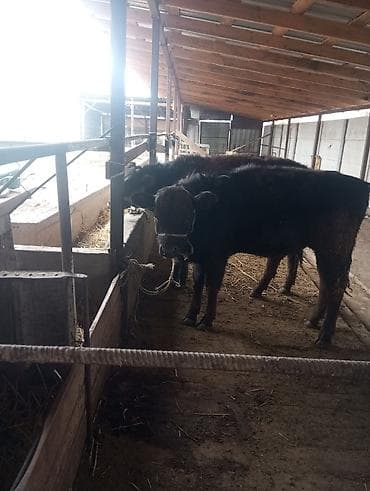 швиц бычки: Продаю | Бык (самец) | На откорм | Привязанные — 8