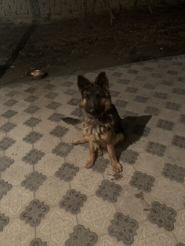 питбуль кубинец: Немецкая овчарка, 1 год, Самка, С прививкой — 4