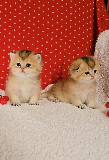 вислоухий котенок: Предлагаем для бронирования чистопородных малышей. Окрас: золотая и — 3