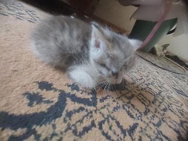 Кошки: Очаровательные котята 100 один котенок - Возраст: примерно 3–5 недель — 4