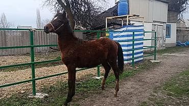 лошадь араб: Продаю | Жеребенок | Конный спорт — 2