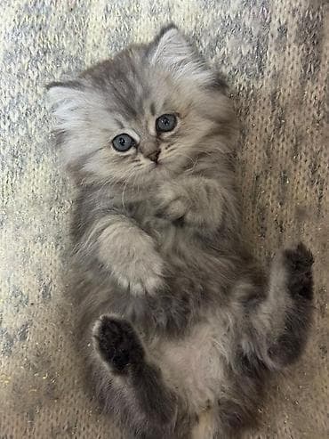 уй сатып алам бишкек: 2 айлык, Ургаачы, Күмүш өңдүү шиншилла, Лотокко барууга үйрөтүлгөн — 4