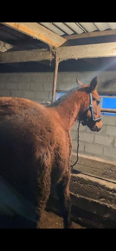 тай бишкек: Сатам | Тай | Аргын, Кара Жорго | Союуга, Көбөйтүү үчүн | Асыл тукумдуу — 3