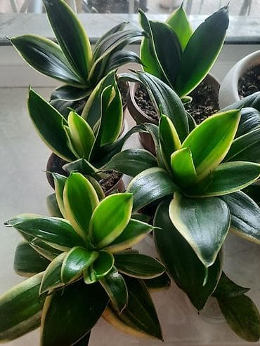 драцены: Сансенвьерия вариегатная 400с-1шт. низкорослая.есть4 горшка — 1