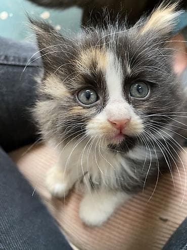 Отдам в добрые руки котенка, двух месяцев. Приучены к лотку, едят at lalafo.kg Отдам в добрые руки котенка, двух месяцев. Приучены к лотку, едят