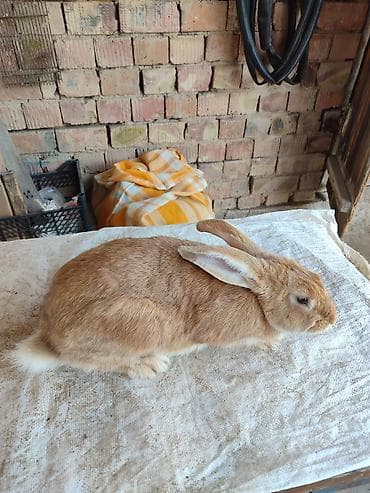 Животные: Продаю | Крольчиха (самка) | Серый великан | Для разведения | Племенные — 2