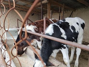 кыргыз довот ит: Сатам | Музоо | Аргын | Бордоп семиртүү үчүн | Байланган — 7