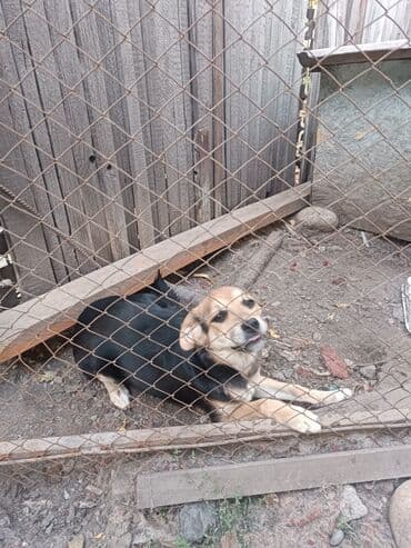 Вязка собак: Собака даром: 7 месяцев, Самка — 2