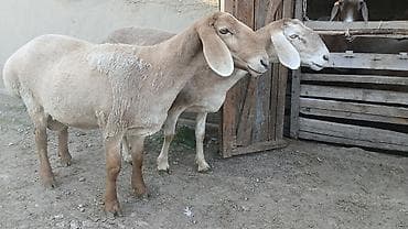 кукуруза качан: Продаю | Овца (самка) | Арашан | Для разведения | Племенные — 3