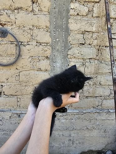 Продажа кошек: Котята, помет из 5 малышей. Особенности: - Окрас на выбор: чёрный — 6