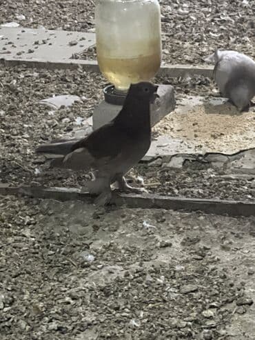 теплый пол электрический цена за м2 бишкек: Продаю всю голубятню 
За 5000 тыс — 1