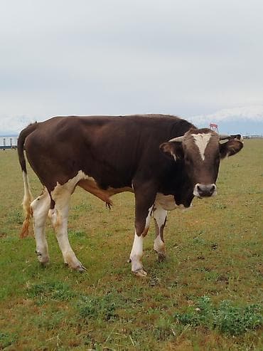 бычок ивановка: Продаю | Бык (самец) | На забой | Племенные — 1