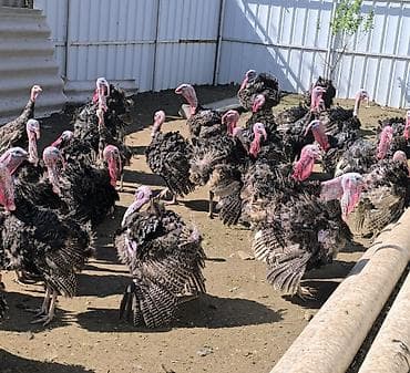 где купить инкубационное яйцо породистых кур: Индюки чёрные. - Порода/окраска: тёмная/чёрная с белым крапом — 3