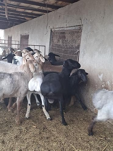 белые кролики: Продаю | Овца (самка) | На забой — 8