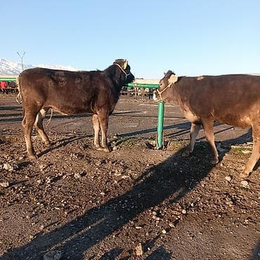 собаку алабай: Продаю | Тёлка | На откорм | Привязанные — 2